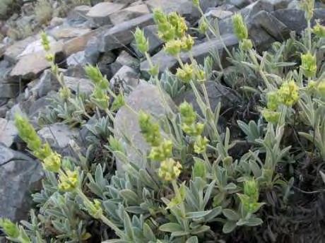 300 2.000 μέτρα. Εικόνα 4: Sideritis syriaca 4 Sideritis euboea:(εικ.5) Κοινώς λέγεται τσάι της Εύβοιας ή τσάι απ το Δέλφι. Είναι πολυετής πόα ύψους 30-50 εκ.