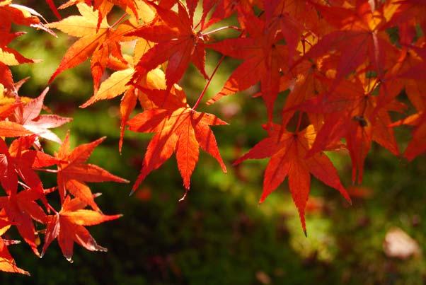 z Φθινοπωρινά χρώματα Αποτυπώνει τις φωτεινές κόκκινες και κίτρινες αποχρώσεις των φθινοπωρινών φύλλων.
