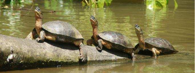 Εθνικό Πάρκο Tortuguero Η ζώνη που προστατεύει το Εθνικό Πάρκο Tortuguero -το όνοµα του οποίου σηµαίνει «καταφύγιο χελωνών»- ήταν ένα αρχιπέλαγος ηφαιστειακών νησιών, µέχρι που ιζήµατα από την