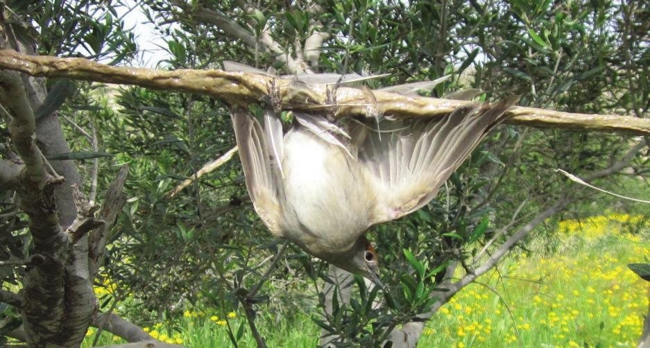 ΕΠΙΚΑΙΡΟΤΗΤΑ 8 ΑΛΗΘΕΙΑ ΠΕΜΠΤΗ 17 ΔΕΚΕΜΒΡΙΟΥ 2015 «Επαγγελματίες» στην παγίδευση άγριων πτηνών Επιμέλεια: ΘΕΟΔΩΡΑ ΝΙΚΟΛΑΟΥ Πέραν των 100 υποθέσεων παράνομης παγίδευσης άγριων πτηνών καταγγέλθηκαν