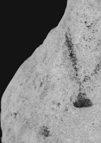 ] [- - -]+[- - - - - - Слова висине 2,8 cm. Сачувано слово би могло бити М или N. Кат. 38 Кат.