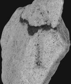 Фрагмент споменика од беличастог кречњака, димензија 4,3 x 3,8 x 3,8 cm.    А-1696).