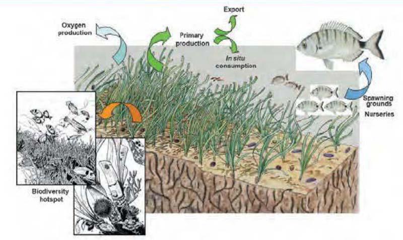 Οικολογία των λιβαδιών Ποσειδωνίας και απειλές 6 2.3. Οικολογία Τα λιβάδια Ποσειδωνίας είναι οικοσυστήματα που παίζουν καθοριστικό οικολογικό ρόλο στο θαλάσσιο περιβάλλον της Μεσογείου.