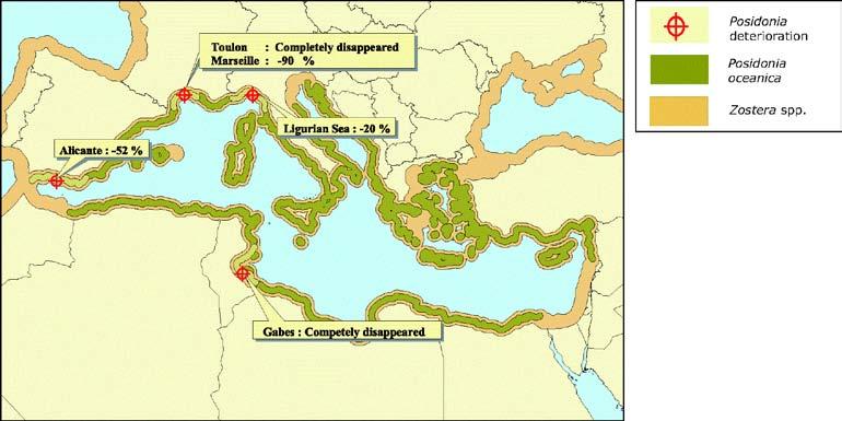 Εξάπλωση Η Ποσειδωνία (Posidonia oceanica) είναι ένα είδος το οποίο απαντάται αποκλειστικά στη Μεσόγειο θάλασσα, καλύπτοντας μια έκταση που εκτιμάται στα 25.000-50.000 km 2.