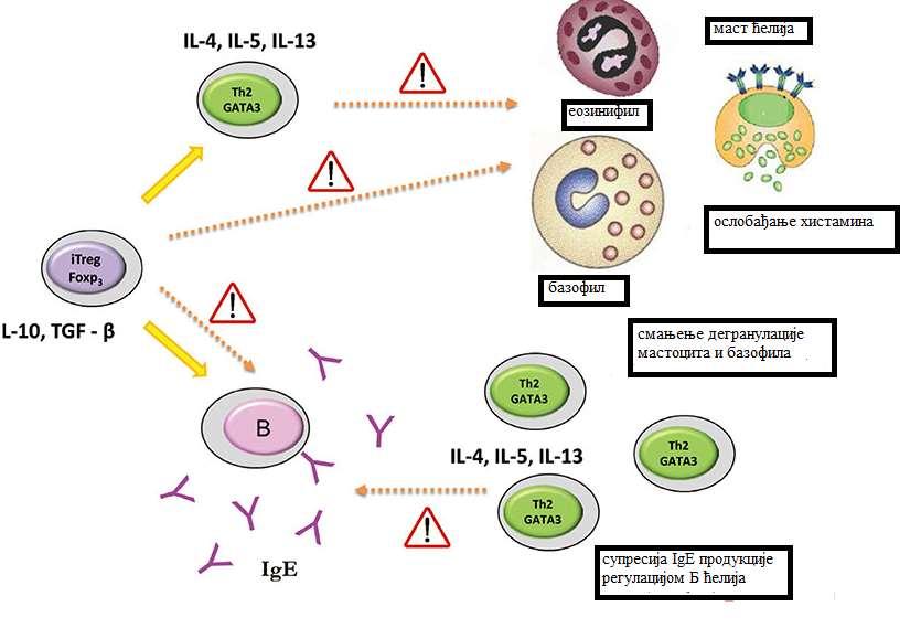 Слика 2. Прва примена АСИТ вакцине доводи до смањивања дегранулације мастоцита и базофила блокирајући ефекат Th2 и Treg цитокина.