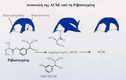 3. Η Ριβαστιγµίνη Η ριβαστιγµίνη (ΕΝΑ-713) είναι ένας ψευδο-µη-αναστρέψιµος αναστολέας της ακετυλοχολινεστεράσης (AChE) µε φαινυλοκαρβαµυλική δοµή, ο οποίος δεσµεύει το ένζυµο και δεν επιτρέπει στην