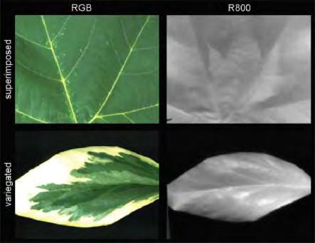 Εικόνα 15 Εικόνες από αισθητήρα RGB-ορατό (αριστερά) και στο κοντινό υπέρυθρο- 800nm (δεξιά) για ένα φύλλο πλάτανου (Platanus acerifolia) το οποίο έχει τοποθετηθεί πάνω από ένα μικρότερο φύλλο (πάνω