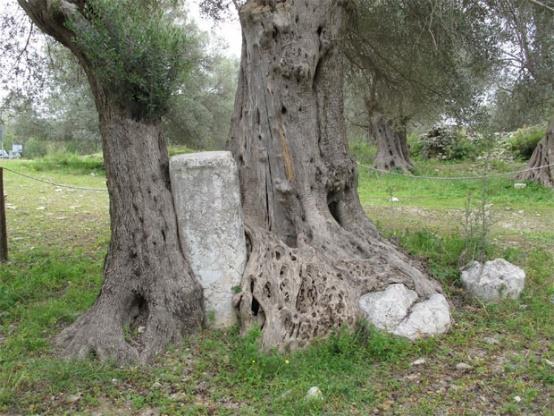 Μουσείο Ελιάς Χώρος Γευσιγνωσίας Ένα