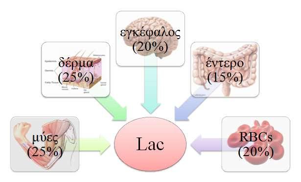 μεταβολισμός Lac Καθημερινά παράγονται 20mmol/kg Lac: 1500mmol/24ωρο!