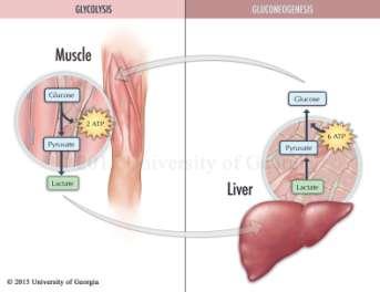 Γλυκονεογένεση (Cori cycle): ήπαρ (70%)
