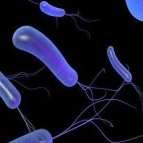 ΕΙΚΟΝΑ 2. Pseudomonas fluorescens Πηγή: http://www.dir.indiamart.com/ Pseudomonas putida.