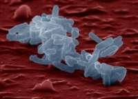 ΕΙΚΟΝΑ 8. Enterobacter Cloacae Πηγή: https://www.motherjones.com/ ΕΙΚΟΝΑ 9. Enterobacter Aerogenenes Πηγή: http://www.bioquell.com/en-us/resources-and-support/microbiology/enterobacteraerogenes/ 2.3.
