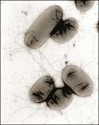 σε γαλακτοκομικά προΐόντα: το Aeromonas, το Flavobacterium, το Chromobacterium και το Vibrio.