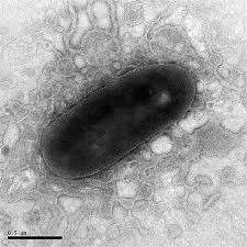 ΕΙΚΟΝΑ 12. Γένος Flavobacterium Πηγή: https://www.sgmjournals.org/ 2.5.