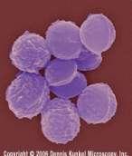 εκείνα του γένους Staphylococcus, λόγω της ικανότητας των σταφυλόκοκκων να ζυμώνουν τη γλυκόζη.