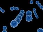 ΕΙΚΟΝΑ 19. Streptococcus agalactiae Πηγή: https://www.pregnancylab.net/ Το S.pyogenes και το S.equisimilis, οι οποίοι είναι παθογόνοι για τον άνθρωπο και τα ζώα. ΕΙΚΟΝΑ 20.