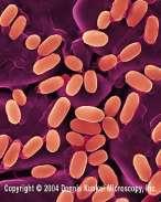 Πηγή: https://trade.indiamart.com/ Το B.stearothermophilus. Κυρίως είναι γνωστός για τα προβλήματα που δημιουργεί στα κονσερβοποιημένα φρούτα και λαχανικά.