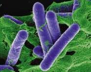 ΕΙΚΟΝΑ 25. Clostridium butilinum Πηγή: https://www.paulahp.blogspot.com/ Τα κυριότερα είδη είναι τα εξής: Το C.