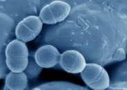 2.9.1. Γένος Lactobacillus Τα είδη του γένους αυτού χρησιμοποιούνται στην παραγωγή γαλακτοκομικών προιόντων. Τα κυριότερα είδη είναι τα εξής: Το L.