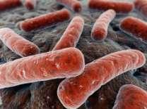Mycobacterium bovis Mycobacterium africanum Το είδος Mycobacterium tuberculosis είναι υπεύθυνο για την φυματίωση του ανθρώπου, αλλά δεν θεωρείται παθογόνο για τα ζώα.