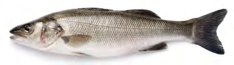 6410-13,5cm SICO Fish Scaler 1098.