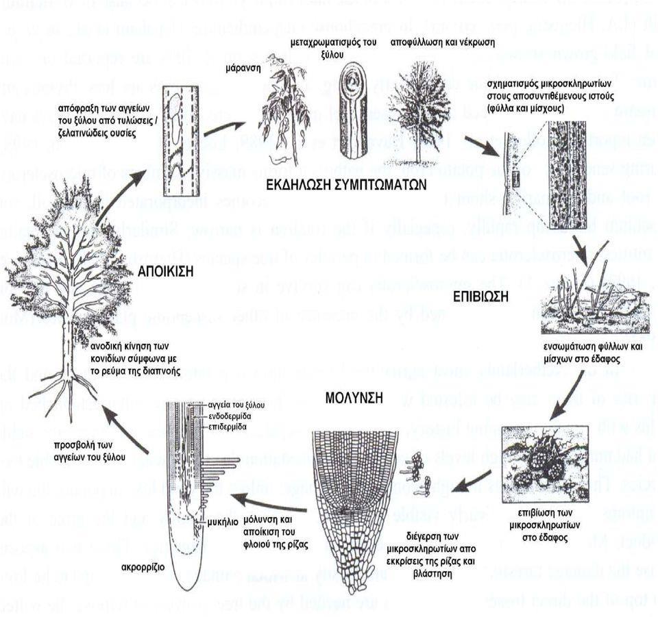 Εικόνα 1: Διαγραμματική απεικόνιση του βιολογικού κύκλου του μύκητα V. dahliae, του τρόπου αποίκισης, εγκατάστασης και διαχείμανσής του, (docplayer.gr).