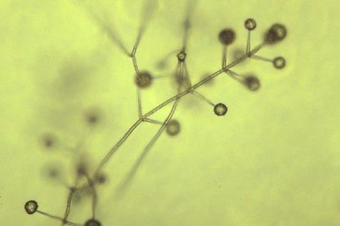 Εικόνα 9: Σπονδυλωτός κονιδιοφόρος του μύκητα V. dahliae στο οποίο διακρίνεται η χαρακτηριστική διακλάδωση κατά σπονδύλους, τα φιαλίδια και τα μεμονωμένα κονίδια φιαλιδοσπόρια, (www.cals.ncsu.edu).