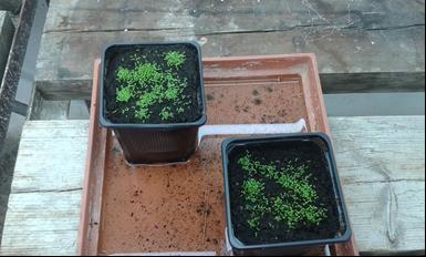βλαστημένων σπόρων ακούμπησαν το πλαστικό Εικόνα 23, διαδικασία που διαρκεί 5-6 ημέρες. Εικόνα 23: Σπόροι Col-0, Arabidopsis thaliana σε πλαστικό γλαστράκι εμβαδού 6x6.