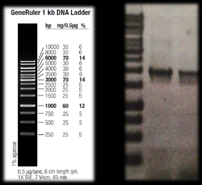 2000kb 1500kb 250kb Εικόνα 30: Ενίσχυση του τμήματος 1955 βάσεων εφαρμόζοντας PCR με τους εκκινητές VD_OE_LaeA-F1- BamHI και VD_OE_LaeA-R1-SphI σε γενωματικό DNA του μύκητα V.dahliae.