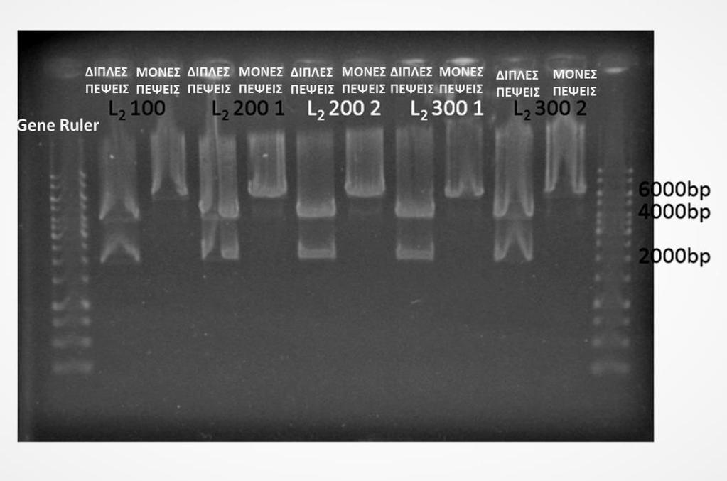 Εικόνα 34: Φωτογραφία του gel-ηλεκτροφόρησης από τις μονές και διπλές πέψεις Ακολούθησε η υγρή καλλιέργεια των κλώνων αυτών, η εφαρμογή του πρωτοκόλλου Plasmid DNA purification και τα δείγματα
