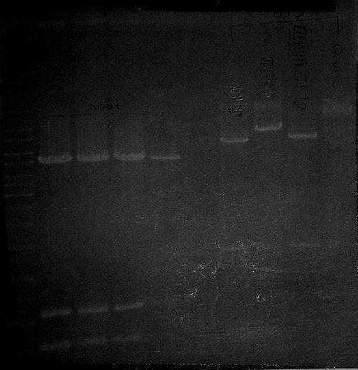 Για την επιλογή των κατάλληλων ενζύμων πραγματοποιήθηκαν δοκιμές με το ένζυμο SpHI και το HindIII στο δυαδικό φορέα SK879 για την τελική επιλογή όπως φαίνεται στις Εικόνες 36,37 του gel