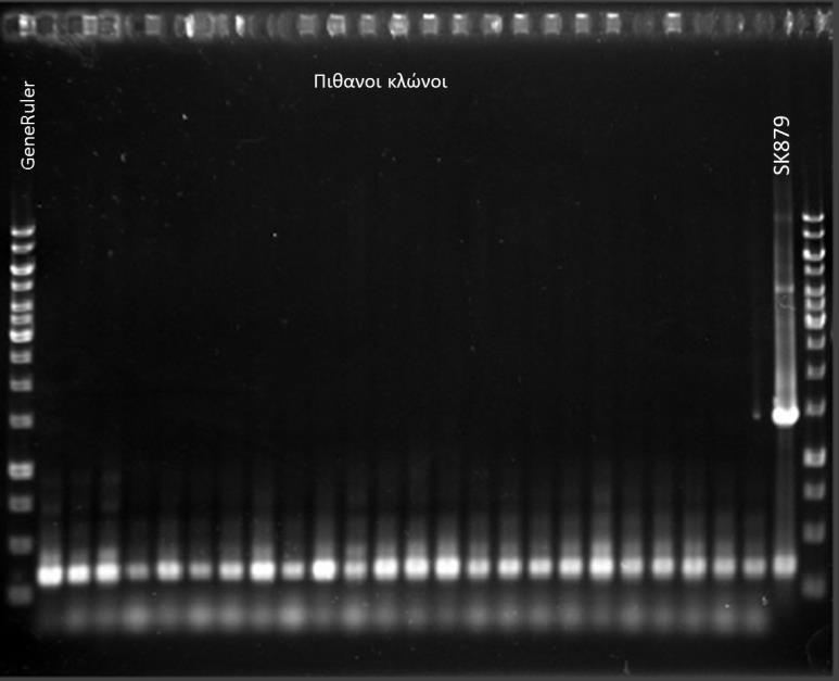 Buffer dntps R1RT T7 MgCl2 Taq polymerase H 2 0 plasmid DNA Τελικός όγκος 5 μl 2 μl 2 μl 0.8 μl 1.5 μl 0.3 μl 36.