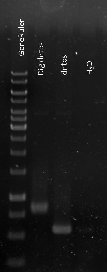 Εικόνα 40: Ηλεκτροφόρηση των προϊόντων μετά την αντίδραση της PCR Το DIG-dNTPs εμφάνισε φωτεινή ζώνη υψηλότερα σε σχέση με τα μη-σημασμένα dntps διότι το μέγεθός τους είναι μεγαλύτερο.