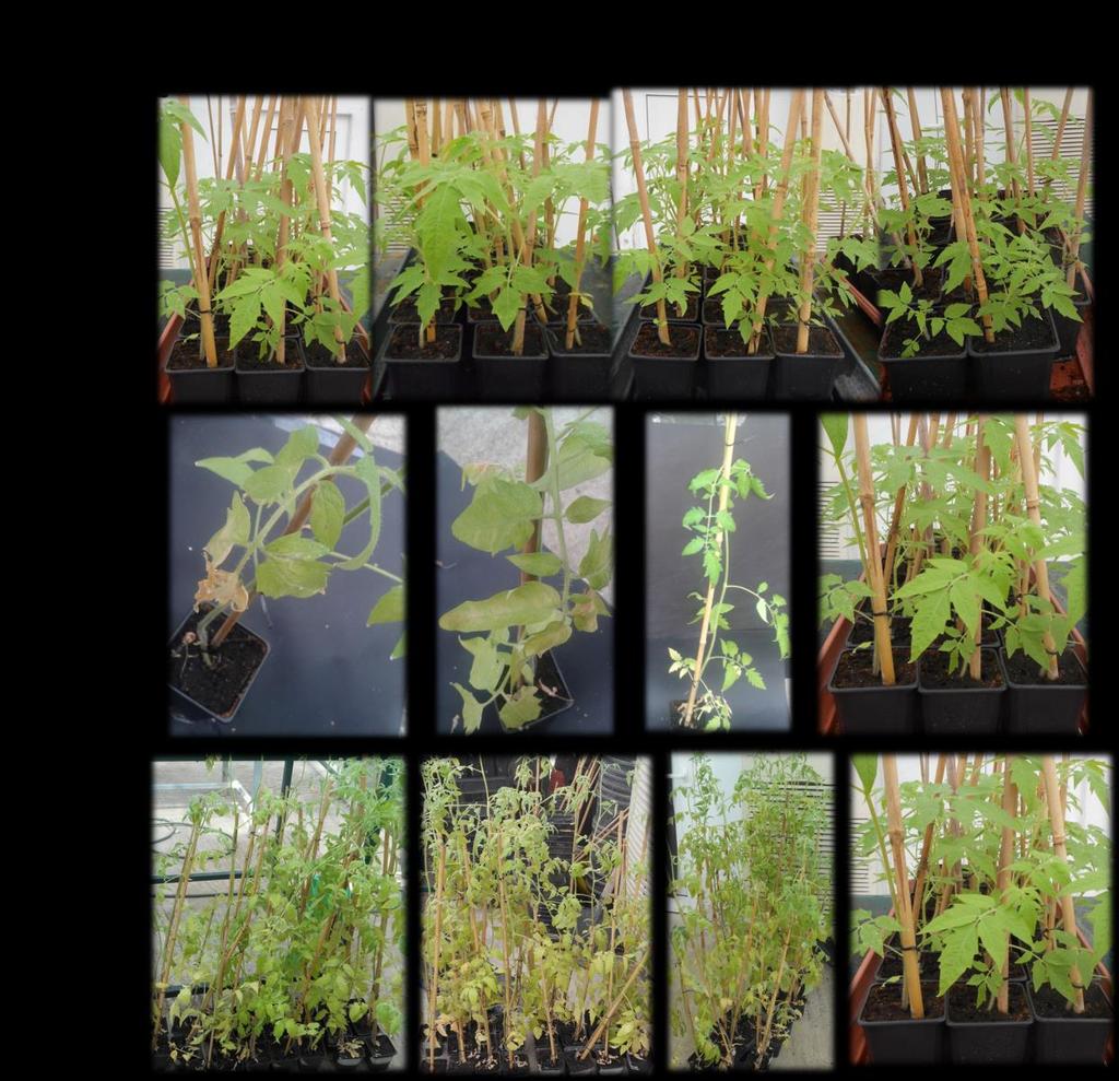 Παρακάτω παρατίθενται η Εικόνα 54 από φυτά τομάτας σε διάφορα στάδια μετά από 30, 44 και 58 ημέρες μετά τη μόλυνση κατά τη διάρκεια των μετρήσεων.