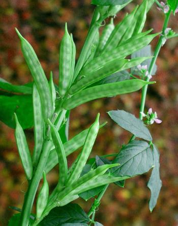 Guar Gum Παραλαμβάνεται από το φυτό Cyamopsis tetragonoloba Παραλαμβάνεται από το ενδοσπέρμιο του φυτού Cyamopsis tetragonoloba