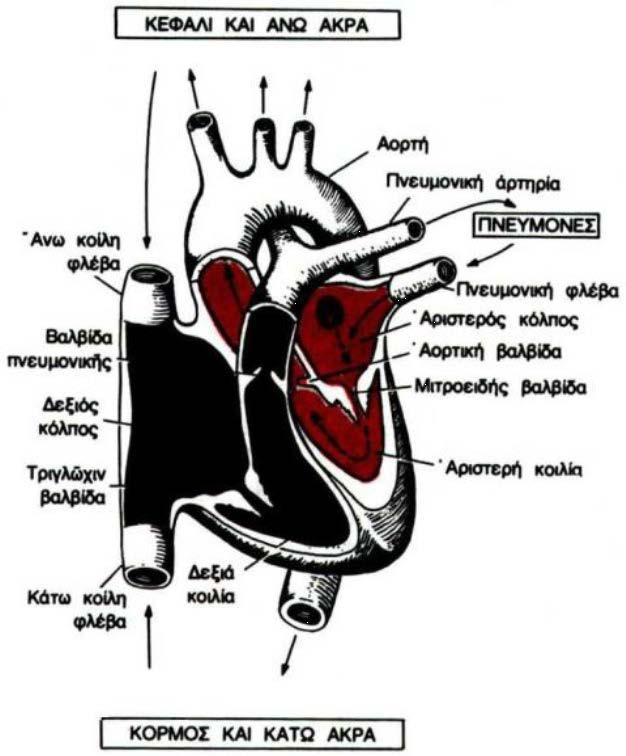 2.2 Η καρδιά και ο καρδιακός κύκλος Η καρδιά είναι ένα μυϊκό όργανο τόσο σε ανθρώπους όσο και άλλα ζώα, η οποία αντλεί το αίμα μέσω των αιμοφόρων αγγείων του κυκλοφορικού συστήματος, καθιστώντας την