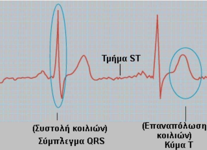 Όταν έχει συμπληρωθεί η διέγερση των κοιλιών, αλλά δεν έχει αρχίσει η αναπόλωσή τους, εγγράφεται ισοηλεκτρική γραμμή, το τμήμα ST. Σχήμα 2.3.4.