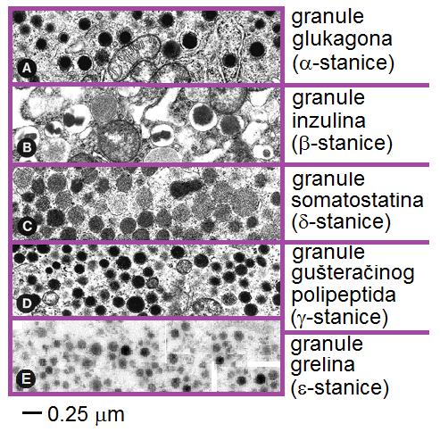 Transmisijski elektronski mikrografi hormonskih sekretornih granula u pet vrsta stanica u Langerhansovom otočiću gušterače: