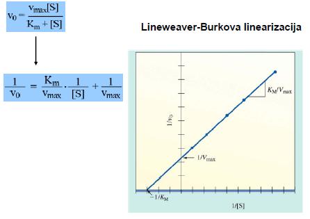2.) Linearizacija Michaellis- Mentenove enačbe: Lineweaver Burkova linearizacija: Eadie- Hofsteejeva metoda: Hanesova metoda: 3.