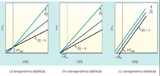 2.) Kompetitivna inhibicija: kompetitiven inhibitor je podoben substratu, veže se na aktivno mesto encima ko je vezan inhibitor, se ne more vezati substrat in obratno (se med seboj izključujeta)