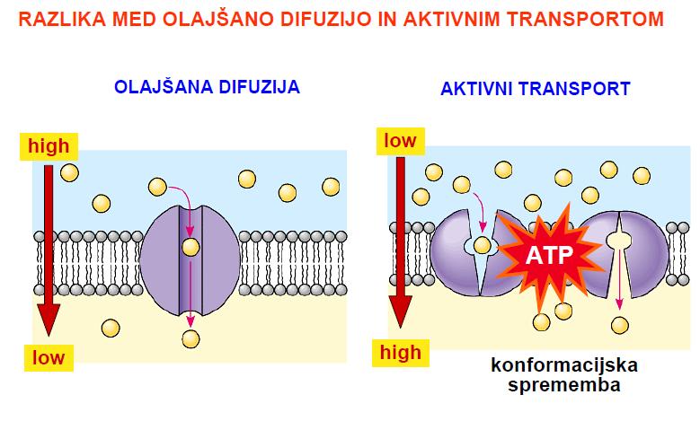 Transportni proteini se organizirajo v transmembranske kanale ali pa omogočajo prenos molekul s specifično vezavo in konformacijsko spremembo.