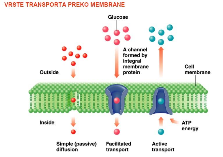 g) Primeri membranskih proteinov 1.) Glikoforin A v eritrocitni membrani Je vrsta glikoproteina.
