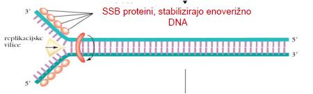 ker sta verigi antiparalelni, se sporočilo v matrici DNA bere v smeri 3'à 5' 2.) DNA- polimerazi II in III: DNA- polimeraza III je glavni podvojevalni encim v vseh celicah E.