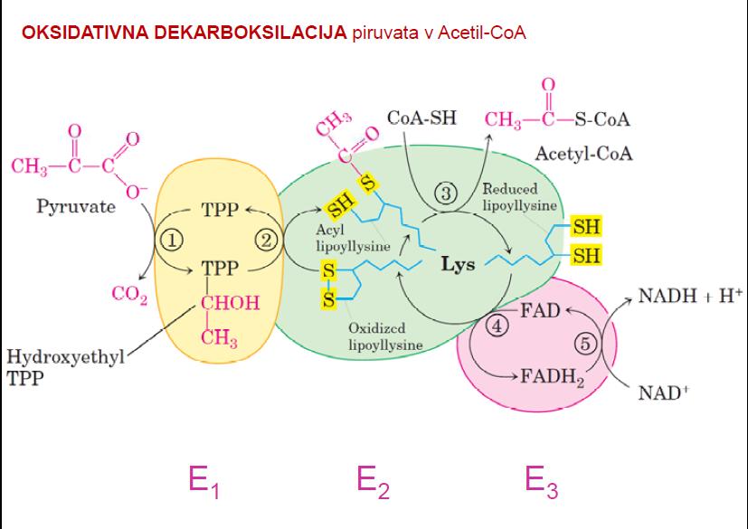 Encimski kompleks, ki katalizira oksidacijo piruvata do acetil- CoA, se imenuje kompleks piruvat- dehidrogenaza in je primer multiencimskega kompleksa (v kompleksu so trije encimi). 3.