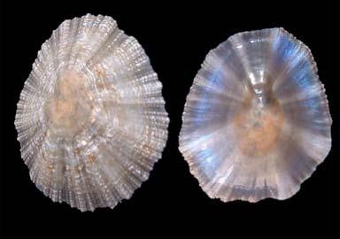Φύλο: Μαλάκια Κλάση: Gastropoda Τάξη: Patellogastropoda-Patellina Yπεροικογένεια: Patelloidea Οικογένεια: Patellidae Patella caerulea Linnaeus Διανομή: Πρόκειται για είδος το οποίο εμφανίζεται μόνο