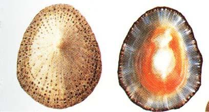 Φύλο: Μαλάκια Κλάση: Gastropoda Τάξη: Patellogastropoda-Patellina Yπεροικογένεια: Patelloidea Οικογένεια: Patellidae Patella rustica (lusitanica) Linnaeus Διανομή: Αρκετά διαδεδομένο στην Μεσόγειο