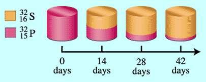 9 למי שלא מפחד מאנגלית תיאור ציורי של המושג זמן מחצית החיים ****** Phosphorous-32( 32 P) has a half-life of 14.7 days. If your start with 10 grams of 32 P, after 14.