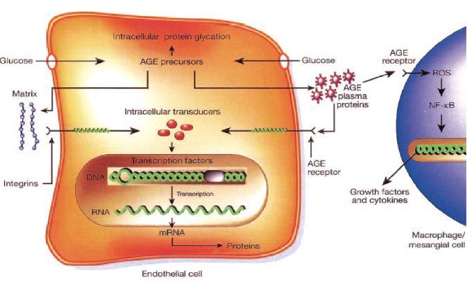 Αύξηση ενδοκυτταρικής παραγωγής πρόδρομων στοιχείων των AGEs 1.