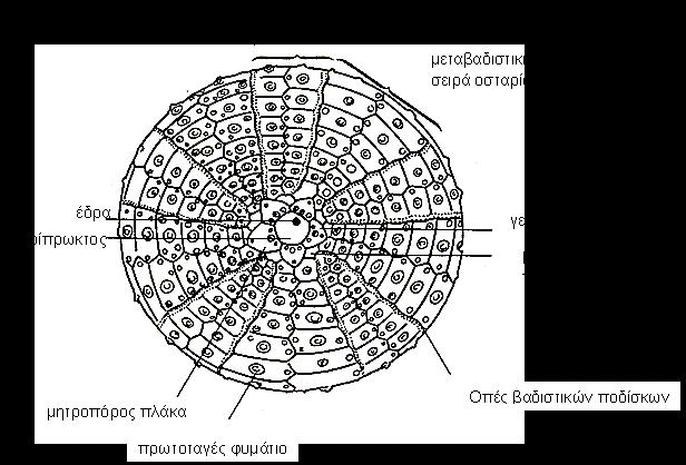 Σχ.10. 9 Εξωτερική μορφολογία Εχινοειδούς: αντιστοματικός πόλος 2.2 Εσωτερική οργάνωση (Σχ. 10.10) Η πλήρης περιγραφή των συστημάτων του αχινού περιέχεται στο βιβλίο της θεωρίας.