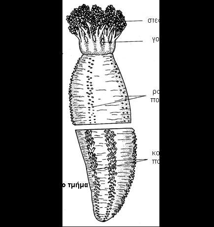 3. Οργάνωση Ολοθούριου: Holothuria sp. 3.1 Eξωτερική μορφολογία (Σχ. 10.12) Το εμπρόσθιο στόμα περιβάλλεται από δέκα διακλαδισμένες στοματικές κεραίες στη βάση των οποίων υπάρχει ένας γονοπόρος.